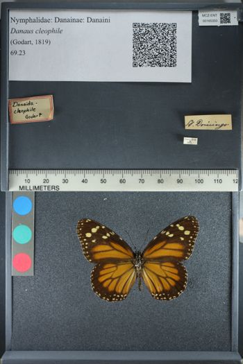 Media type: image;   Entomology 165350